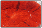 Red Aussie Button Coral